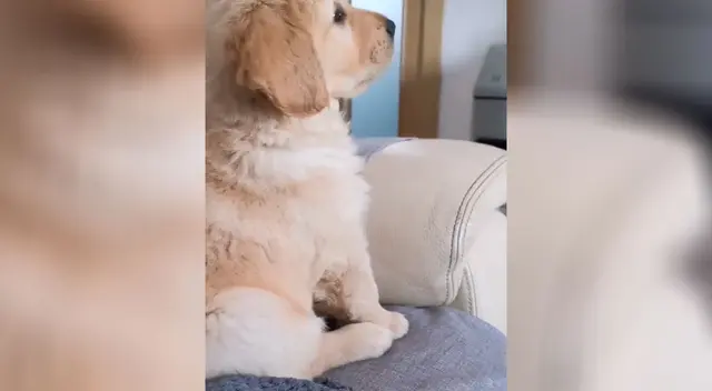 Perrito enternece las redes sociales al ver atentamente dibujos animados Perrito enternece las redes sociales al ver atentamente dibujos animados