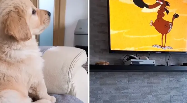 Perrito enternece las redes sociales al ver atentamente dibujos animados Perrito enternece las redes sociales al ver atentamente dibujos animados