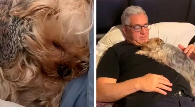 Perrito pide ‘disculpas’ por haber hecho una travesura Perrito pide ‘disculpas’ por haber hecho una travesura