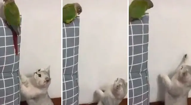 Gatito finge estar en otra cosa al ser descubierto por el loro