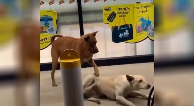 Perro rasca la espalda de su ‘compañero’ y la escena divierte a todos Perro rasca la espalda de su ‘compañero’ y la escena divierte a todos
