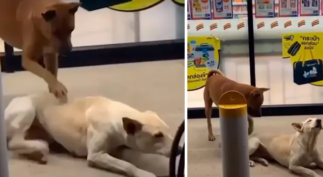 Perro rasca la espalda de su ‘compañero’ y la escena divierte a todos Perro rasca la espalda de su ‘compañero’ y la escena divierte a todos