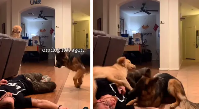 Mascotas tienen el plan perfecto para despertar a su dueño que fingió desmayarse