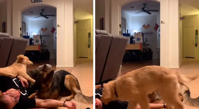 Mascotas tienen el plan perfecto para despertar a su dueño que fingió desmayarse