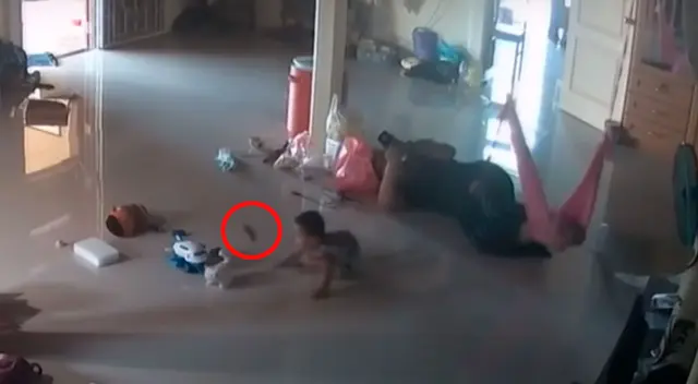 La acción de la madre evitó que un ciempiés venenoso ataque a su hijo La acción de la madre evitó que un ciempiés venenoso ataque a su hijo