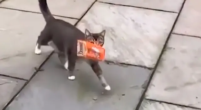 Gatito rescatado les lleva golosinas a sus dueños