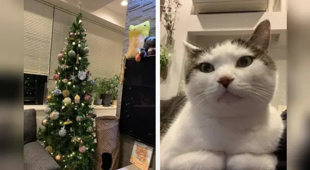 La escena causó la risa de varios usuarios en las redes sociales.