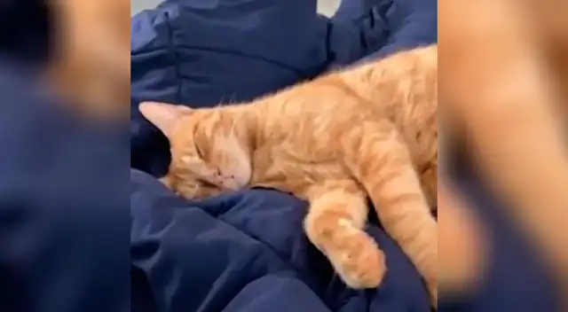 Joven pasa el susto de su vida al pensar que su gato estaba muerto Joven pasa el susto de su vida al pensar que su gato estaba muerto