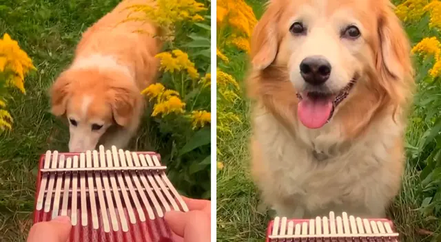 Perro escucha ‘Here comes the sun’ de ‘The beatles’ Perro escucha ‘Here comes the sun’ de ‘The beatles’