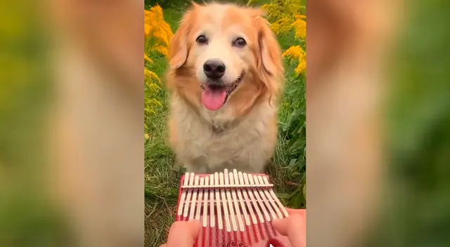 Perro escucha ‘Here comes the sun’ de ‘The beatles’ Perro escucha ‘Here comes the sun’ de ‘The beatles’