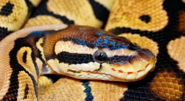 Valiente mujer salva a su perro de ser estrangulado por una pitón