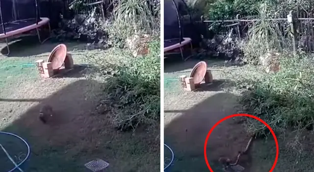 Valiente mujer salva a su perro de ser estrangulado por una pitón