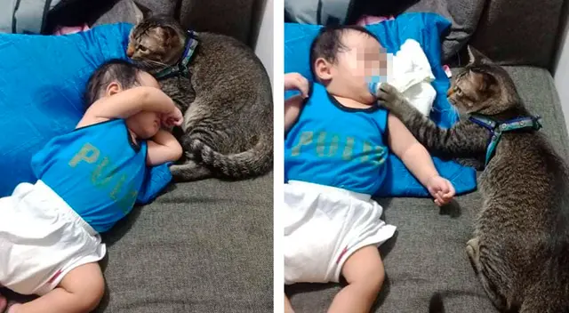 Gatito cuida al hijo de sus dueños como si fuera suyo mientras ellos no están