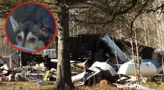 Bombero salva la vida de 46 perros que iban a morir en un incendio Bombero salva la vida de 46 perros que iban a morir en un incendio