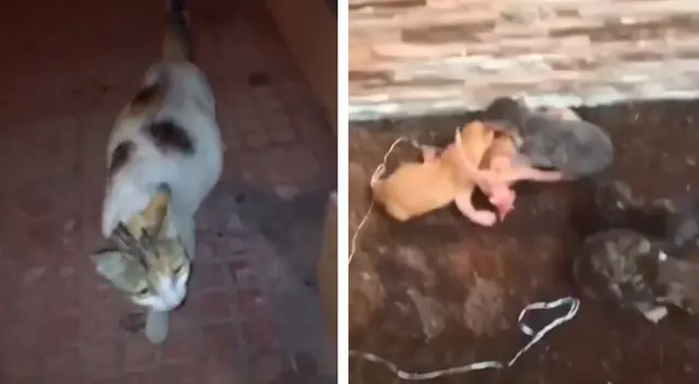 La gatita estaba buscando a su salvador