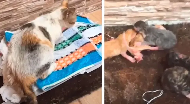 La gatita estaba buscando a su salvador