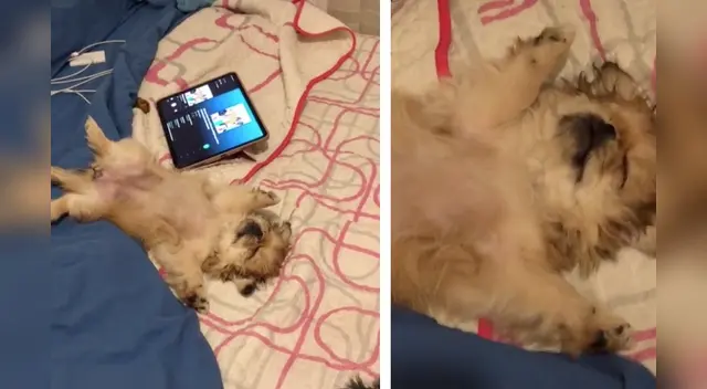 La escena causó la risa de varios usuarios en las redes sociales. La escena causó la risa de varios usuarios en las redes sociales.