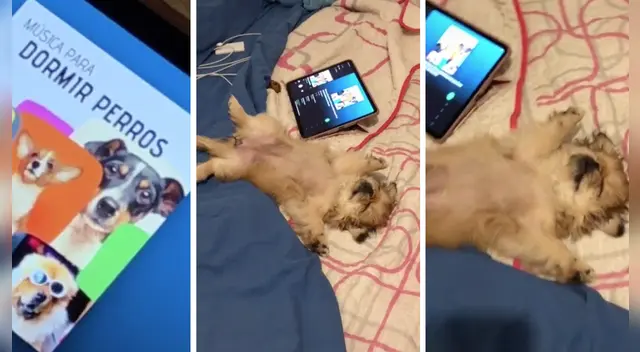 El clip cuenta con miles de reproducciones en TikTok. El clip cuenta con miles de reproducciones en TikTok.