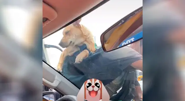 Joven limpia autos con su perrito cargado en su espalda