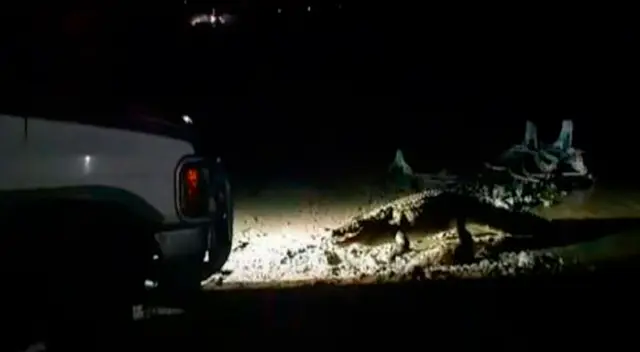 Pescadores querían hallar un tiburón gigante, pero los atacó el cocodrilo Pescadores querían hallar un tiburón gigante, pero los atacó el cocodrilo