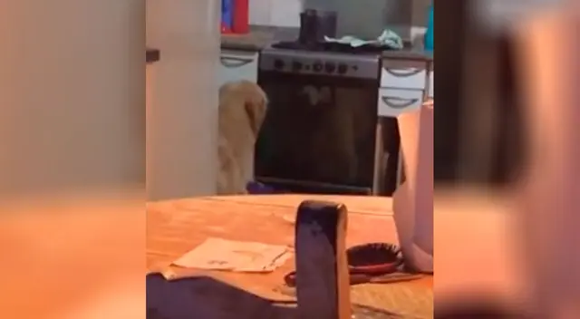 Perro queda hipnotizado al ver su reflejo Perro queda hipnotizado al ver su reflejo