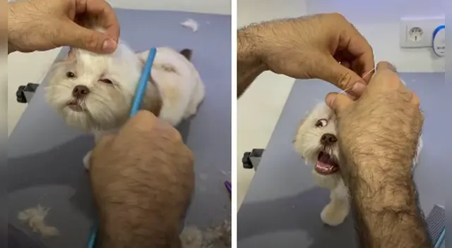 El clip cuenta con miles de reproducciones en TikTok.