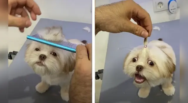 La escena causó la risa de varios usuarios en las redes sociales.