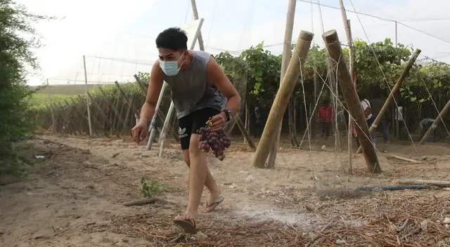 Roban racimos de Uva en al Panamericana Sur. Roban racimos de Uva en al Panamericana Sur.