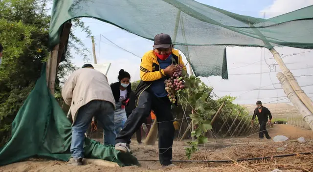 Roban racimos de Uva en al Panamericana Sur. Roban racimos de Uva en al Panamericana Sur.