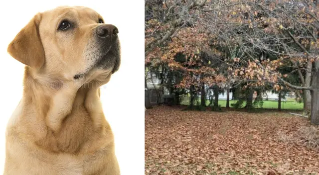 El challengue de Facebook ha causado sensación en las redes sociales.