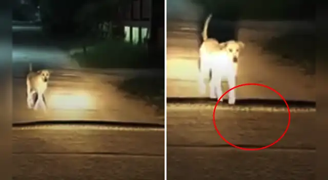 El clip cuenta con miles de reproducciones en TikTok.