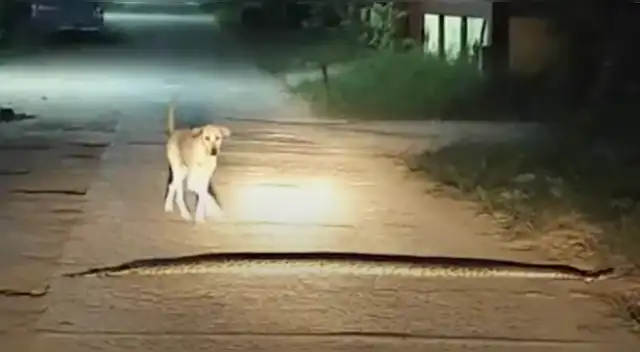 La escena que protagonizó el cachorro generó el pánico de miles de usuarios en las redes sociales.
