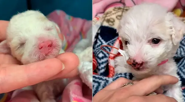 La tierna historia de la perrita conmovió a miles en redes sociales.