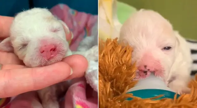 La tierna historia de la perrita conmovió a miles en redes sociales.