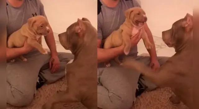 La escena causó la risa de varios usuarios en las redes sociales.