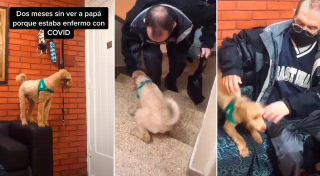 El perrito no pudo contener su emoción al ver a su dueño. El perrito no pudo contener su emoción al ver a su dueño.