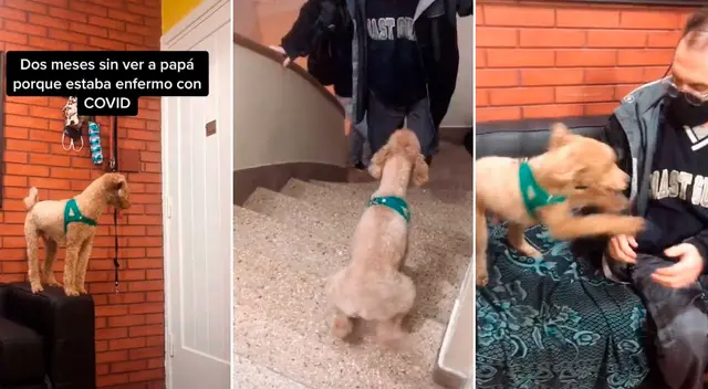 El perrito no pudo contener su emoción al ver a su dueño. El perrito no pudo contener su emoción al ver a su dueño.