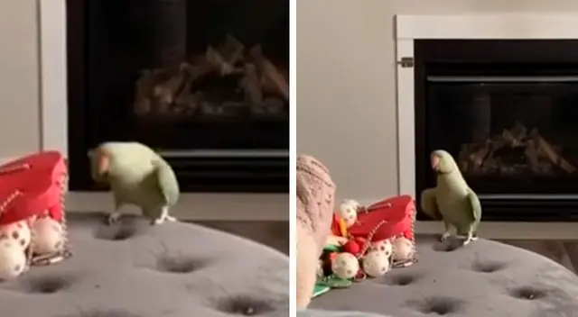 Loro causa furor en las redes sociales por su curioso baile Loro causa furor en las redes sociales por su curioso baile