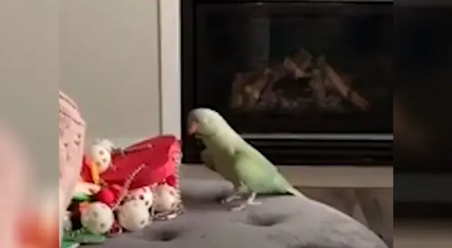 Loro causa furor en las redes sociales por su curioso baile Loro causa furor en las redes sociales por su curioso baile