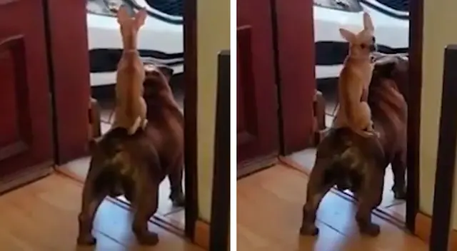 Dos perritos se unieron y el video se volvió viral en YouTube