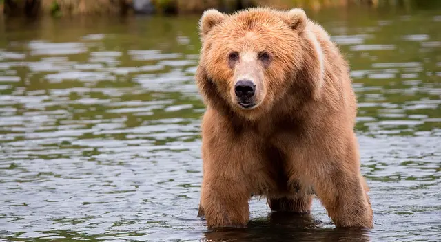 Hombre golpea en la cara a enorme oso para salvar la vida de su mascota