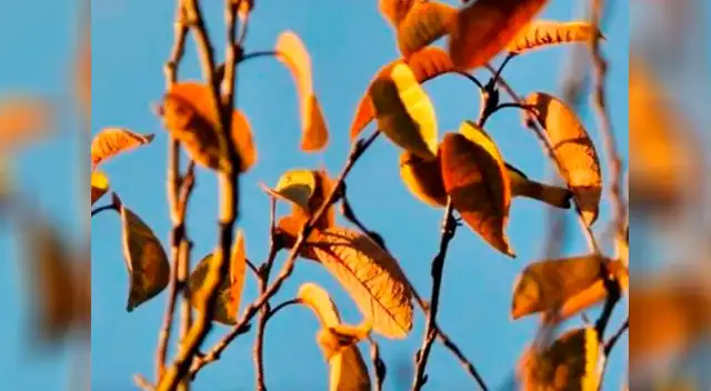 El reto visual que muy pocos han podido resolver El reto visual que muy pocos han podido resolver