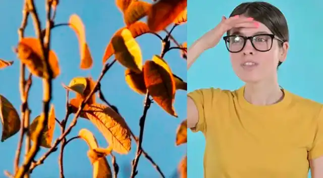 El reto visual que muy pocos han podido resolver El reto visual que muy pocos han podido resolver