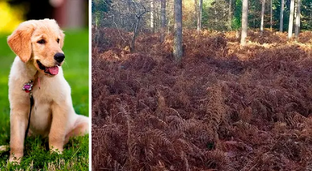 El reto visual que hará volar tu mente
