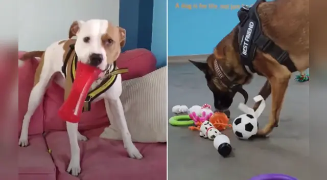 La emotiva escena se ha robado el corazón de miles de usuarios en las redes sociales. La emotiva escena se ha robado el corazón de miles de usuarios en las redes sociales.