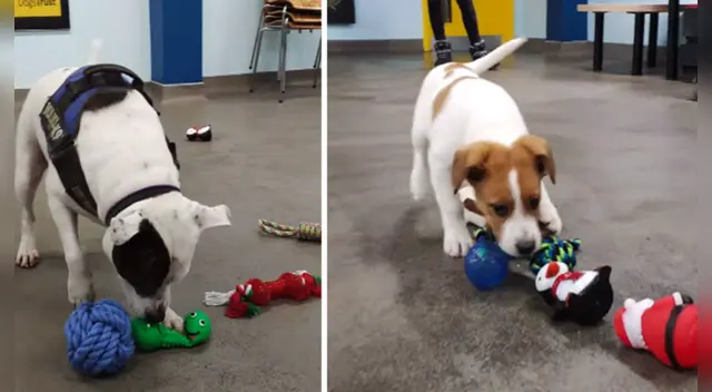 El clip cuenta con miles de reproducciones en TikTok. El clip cuenta con miles de reproducciones en TikTok.