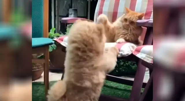 Perro intenta ‘botar’ al gato de su silla favorita Perro intenta ‘botar’ al gato de su silla favorita