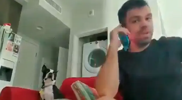 Perrito comienza a ‘molestarse’ cuando escucha que no irá de paseo Perrito comienza a ‘molestarse’ cuando escucha que no irá de paseo