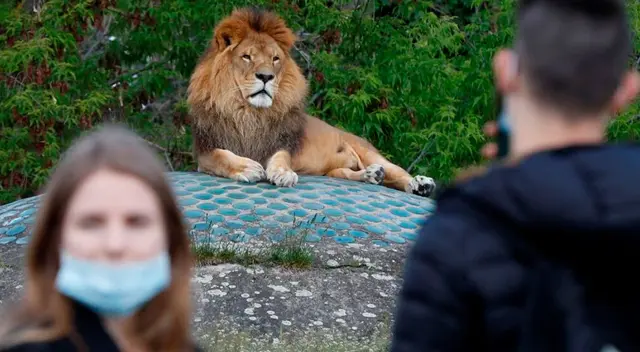 Leones con COVID-19 en España. Leones con COVID-19 en España.