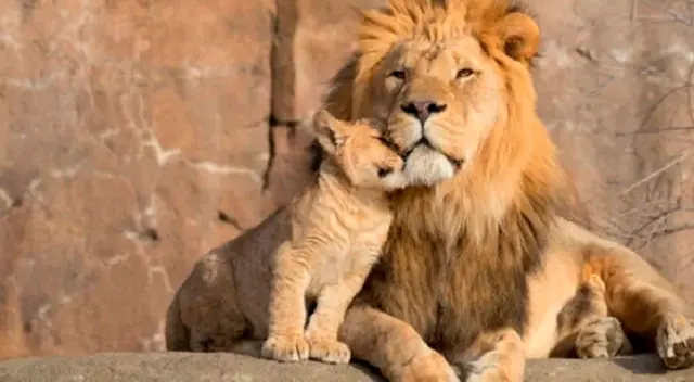 Leones dan positivo a COVID-19. Leones dan positivo a COVID-19.